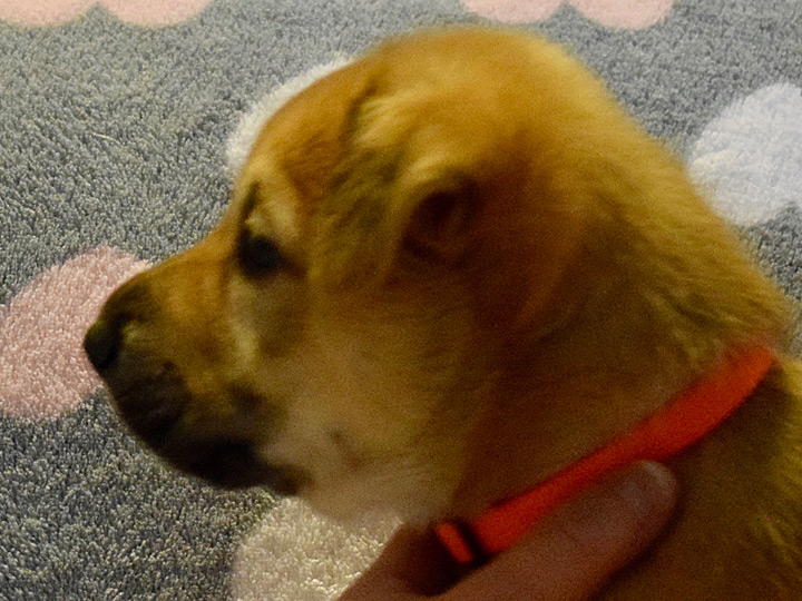 chinook puppy